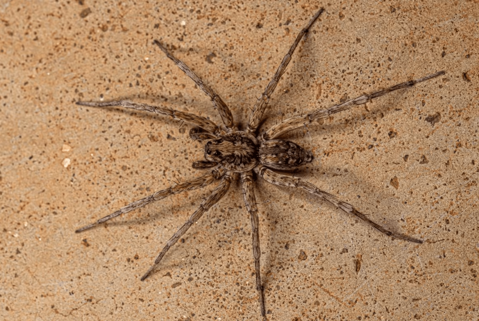 Female Wolf spider carrying numerous baby spiders on her back